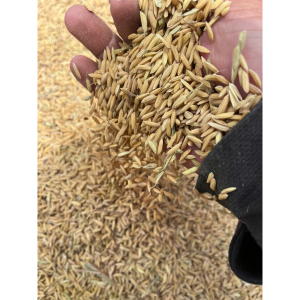 Lúa (thóc) 5kg thức ăn gà vịt chim - Gà chọi - Gà cảnh - Chim cu gáy - paddy rice