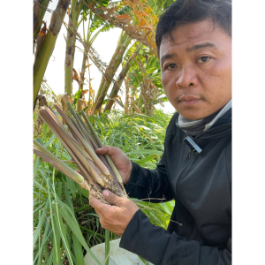 10 tép gốc giống sả Java thơm giúp đuổi muỗi, nấu nước tắm, xông nhà, làm tinh dầu - Java Lemongrass stalk