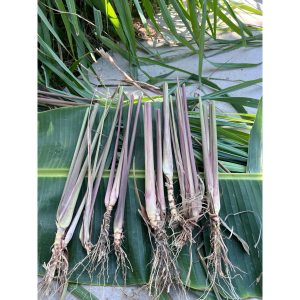 10 tép gốc giống sả Java thơm giúp đuổi muỗi, nấu nước tắm, xông nhà, làm tinh dầu - Java Lemongrass stalk