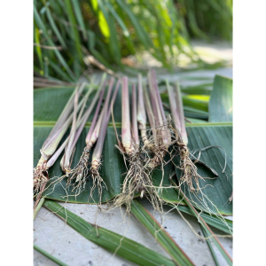 10 tép gốc giống sả Java thơm giúp đuổi muỗi, nấu nước tắm, xông nhà, làm tinh dầu - Java Lemongrass stalk