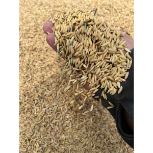 Lúa (thóc) 5kg thức ăn gà vịt chim - Gà chọi - Gà cảnh - Chim cu gáy - paddy rice