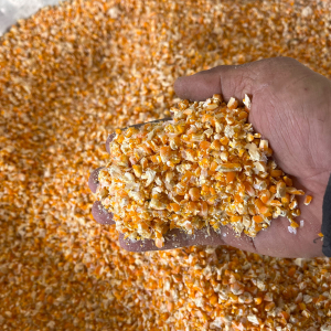 Bắp/Ngô Bể Mảnh Phơi Khô Tự Nhiên 1kg - Làm Thức Ăn Cho Chim, Gà, Vịt, Thú Cưng Hạt Bắp Chăn Nuôi - Broken dry corn