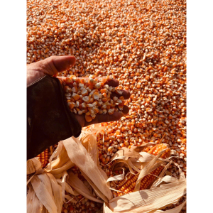 Bắp/Ngô Hạt Phơi Khô Tự Nhiên 1kg - Làm Thức Ăn Cho Chim, Gà , Vịt Hạt Bắp Chăn Nuôi - Dry corn