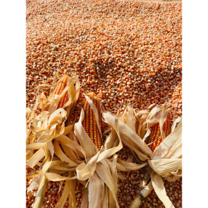 Bắp/Ngô Hạt Phơi Khô Tự Nhiên 1kg - Làm Thức Ăn Cho Chim, Gà , Vịt Hạt Bắp Chăn Nuôi - Dry corn