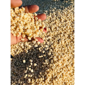 Bắp/ngô nếp khô NGUYÊN HẠT 1kg  dùng làm xôi bắp, bắp hầm - dried white corn