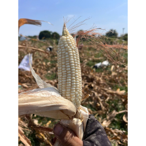 Bắp/ngô nếp khô NGUYÊN HẠT 1kg  dùng làm xôi bắp, bắp hầm - dried white corn