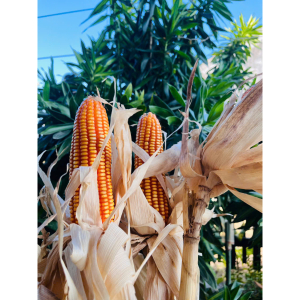 Combo 10 trái bắp đỏ khô còn vỏ dùng trang trí hoặc làm thức ăn cho chim, gà, dùng chăn nuôi