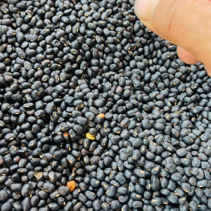 Đậu đen xanh lòng tự nhiên rang sẵn 1kg - Roasted Black Beans with Green Kernels