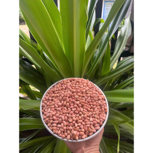 Đậu phộng sống / Đỗ lạc sống chuẩn quê, chất lượng cao 1kg - raw peanuts