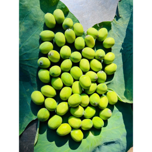 Hạt sen tươi tự nhiên BÌNH THUẬN còn vỏ, ngon, thơm bùi 1kg - fresh lotus seeds
