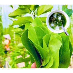 Lá sương sâm tươi nhà trồng làm thạch 500g  - grass jelly leaves