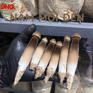 Nấm mối đen loại 1 1kg - Black Termitomyces Heim