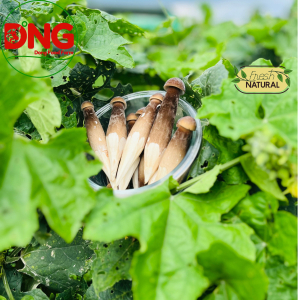 Nấm mối đen loại 1 1kg - Black Termitomyces Heim