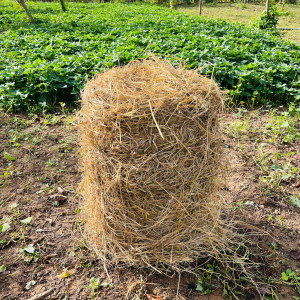 Rơm khô cuộn sẵn 15kg up - Dry Straw Roll