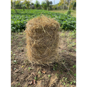 Rơm khô cuộn sẵn 15kg up - Dry Straw Roll