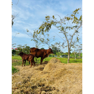 Rơm khô cuộn sẵn 15kg up - Dry Straw Roll